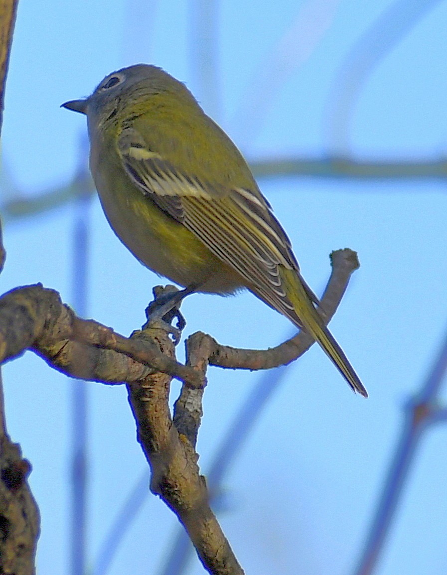 Blue-headed Vireo - ML644313759