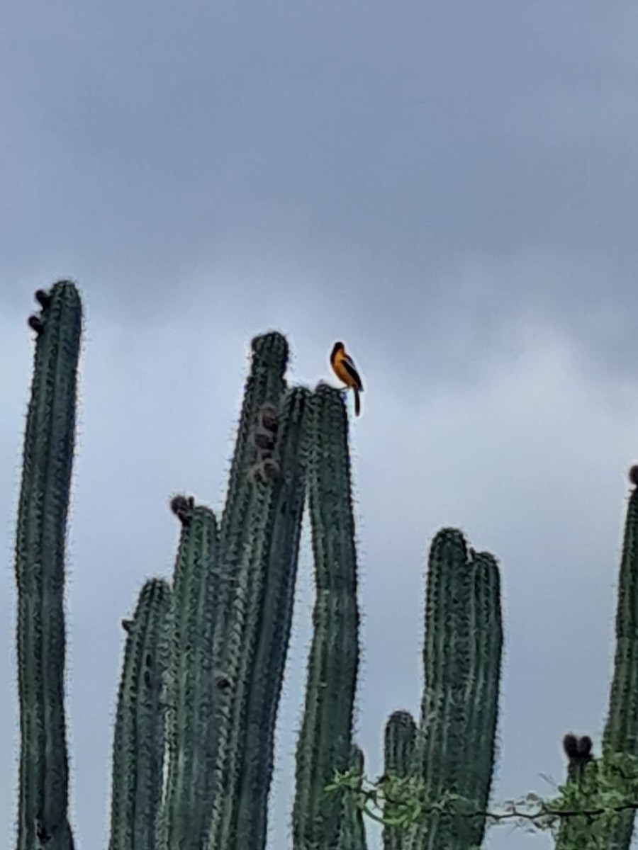 Orangetrupial - ML644313779