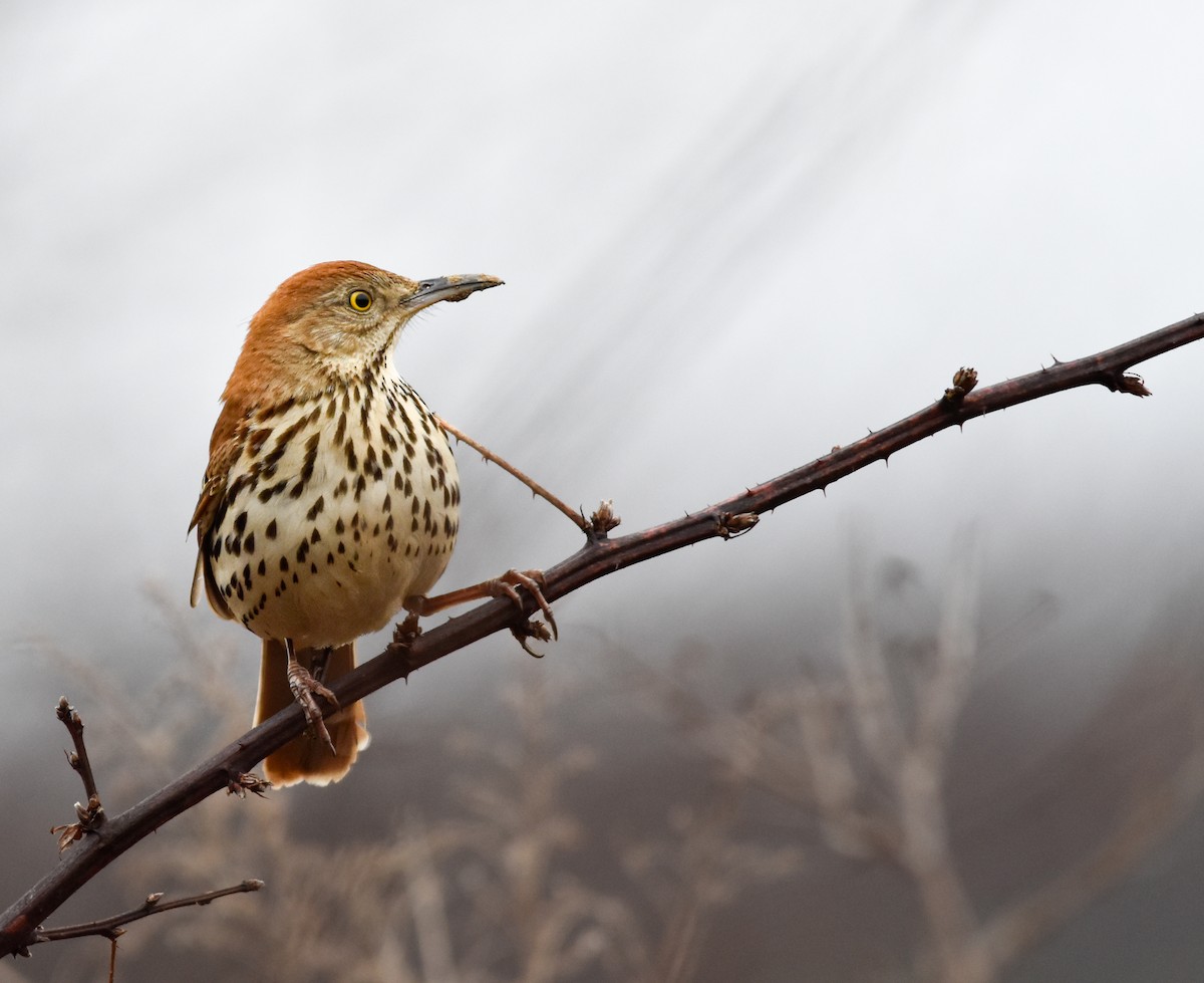 Cuitlacoche Rojizo - ML644313783