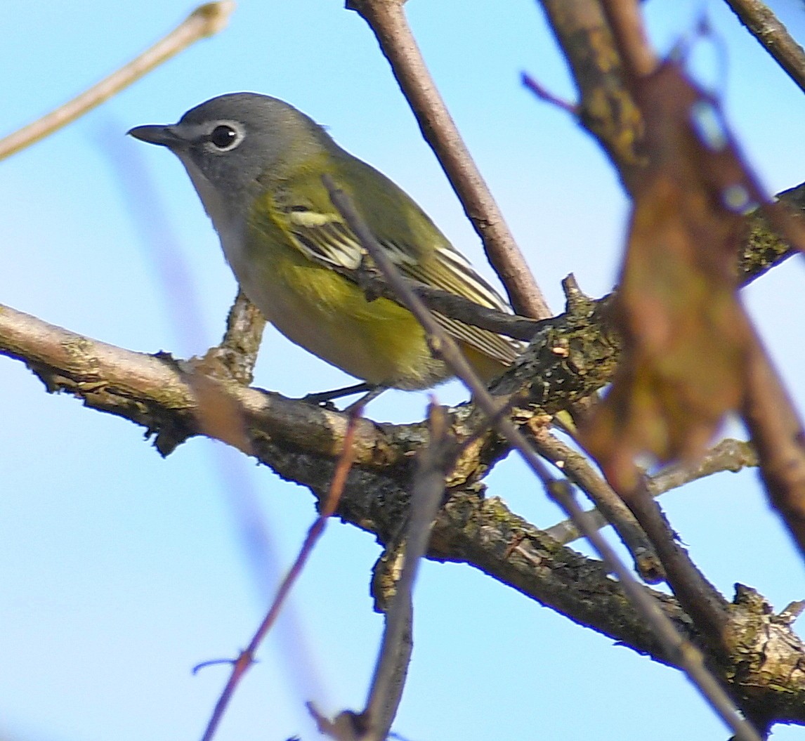 Blue-headed Vireo - ML644313793