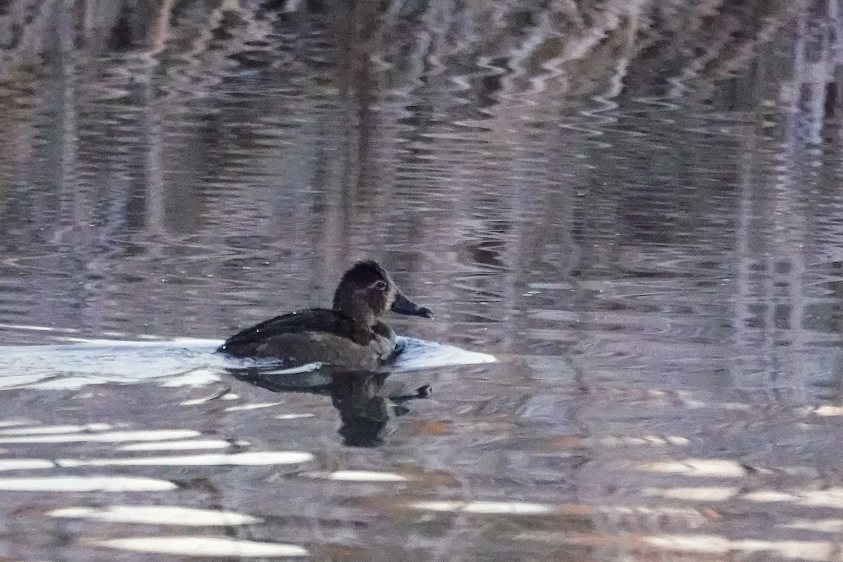 Moretta dal collare - ML644313798