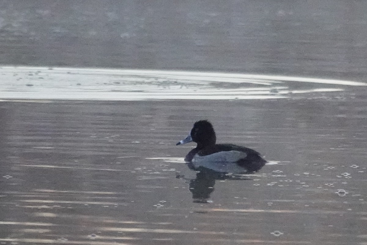 Moretta dal collare - ML644313799