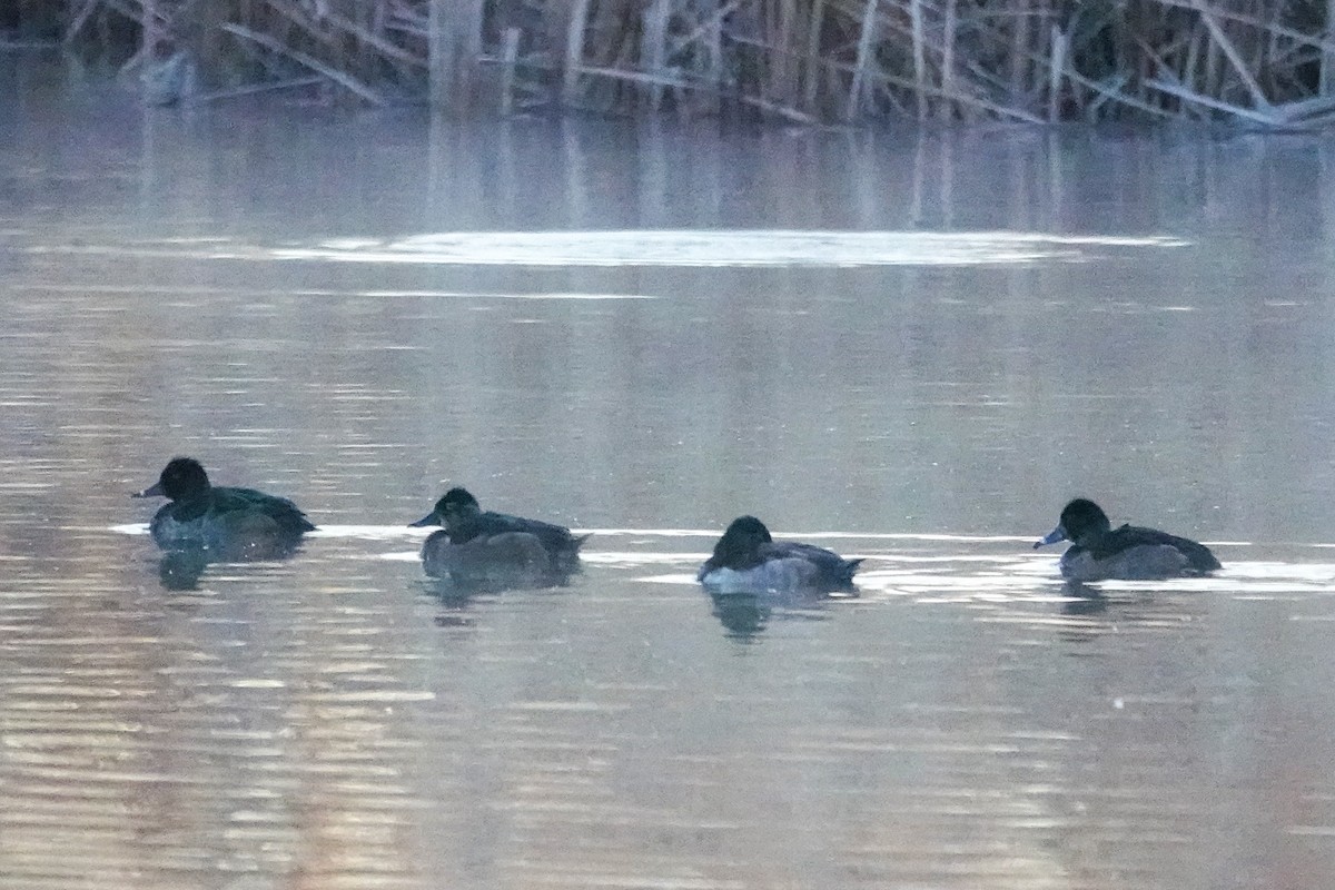 Moretta dal collare - ML644313800