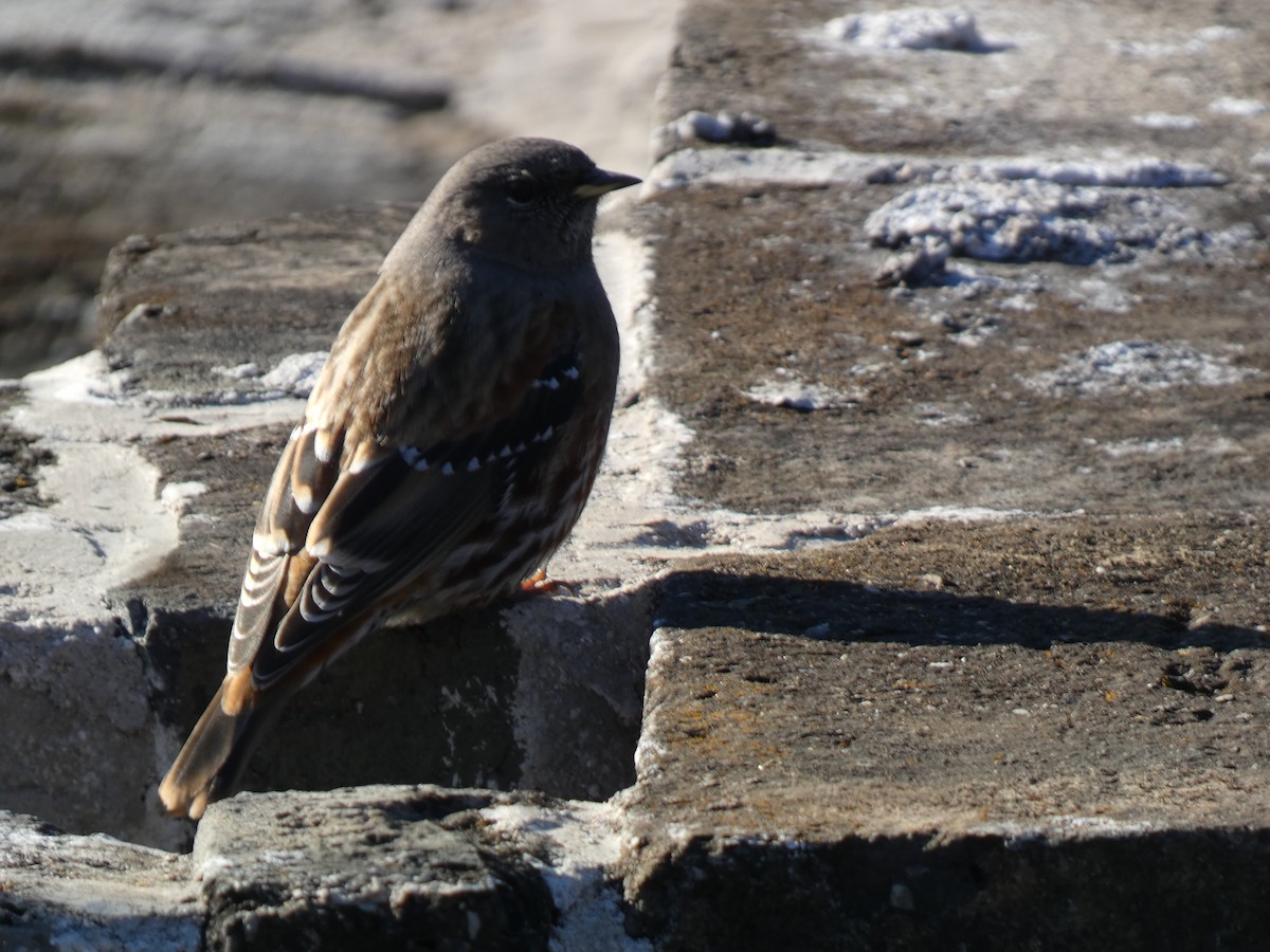 Sordone - ML644313801