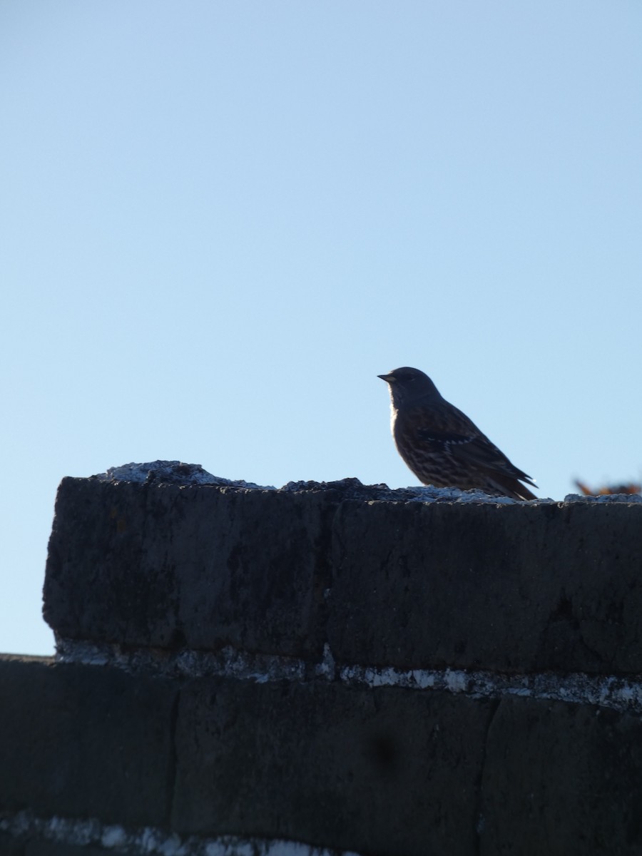 Sordone - ML644313802