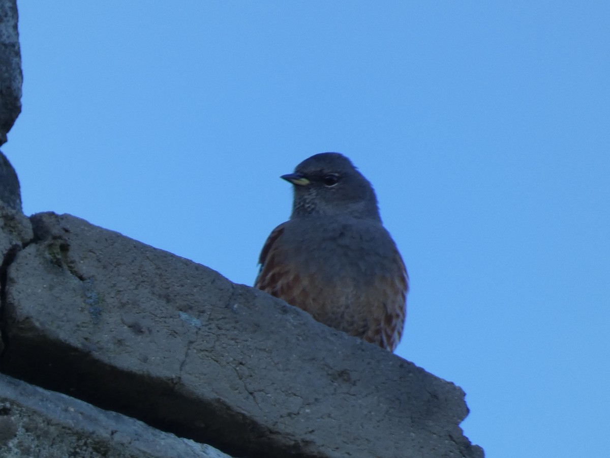 Sordone - ML644313803