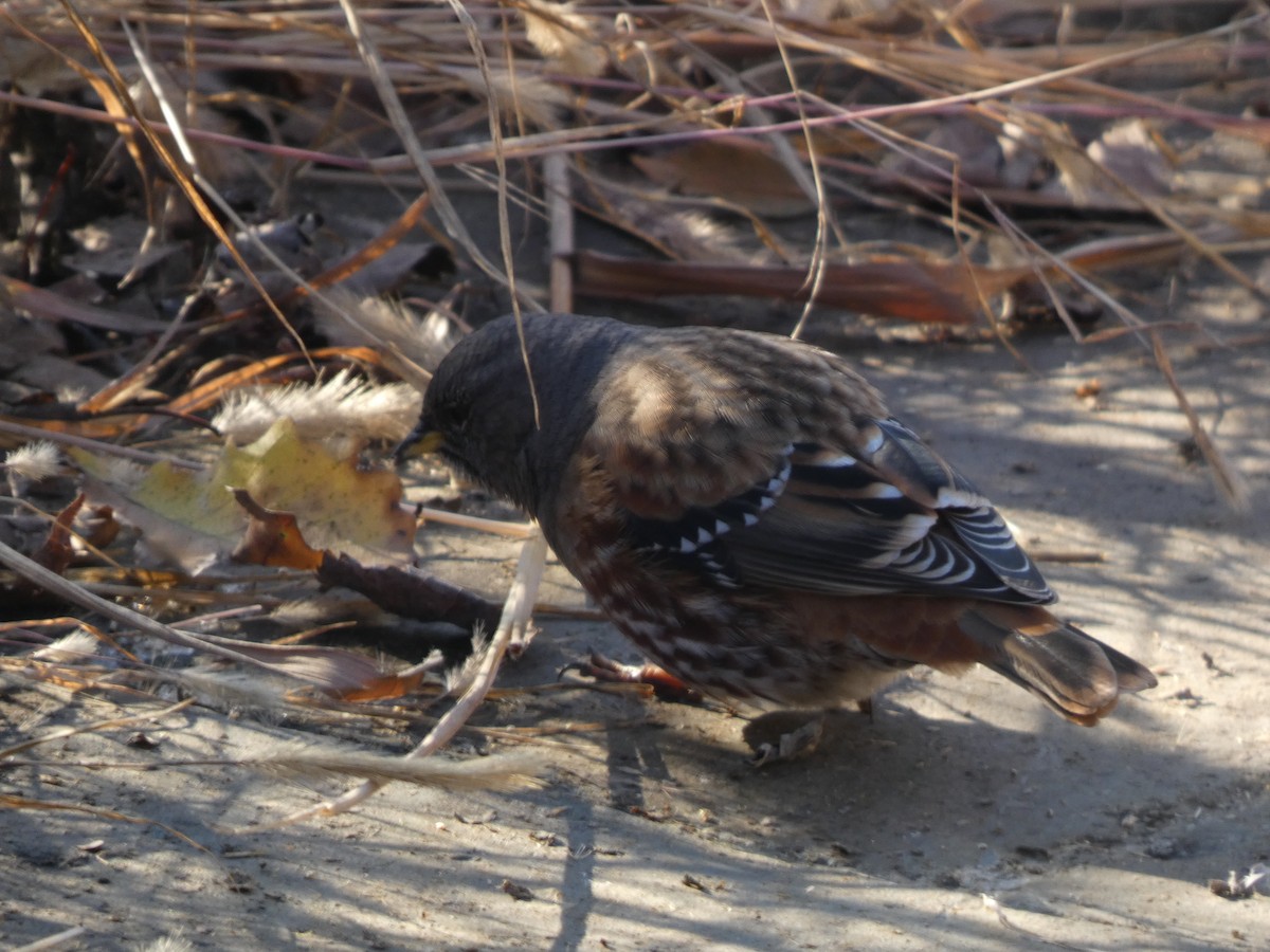 Sordone - ML644313804