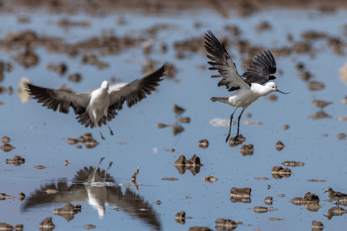 Чоботар гірський - ML644313805