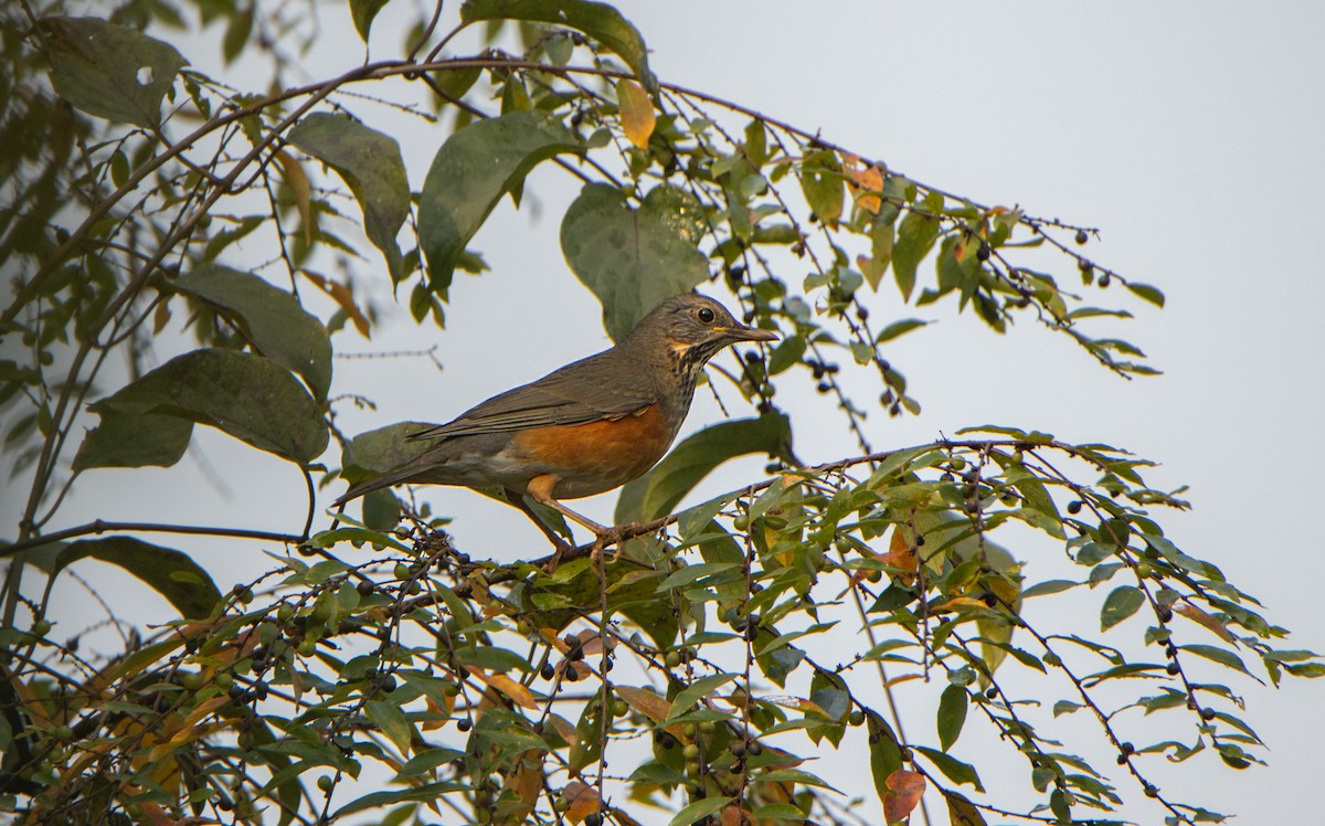 svartbrysttrost - ML644313806