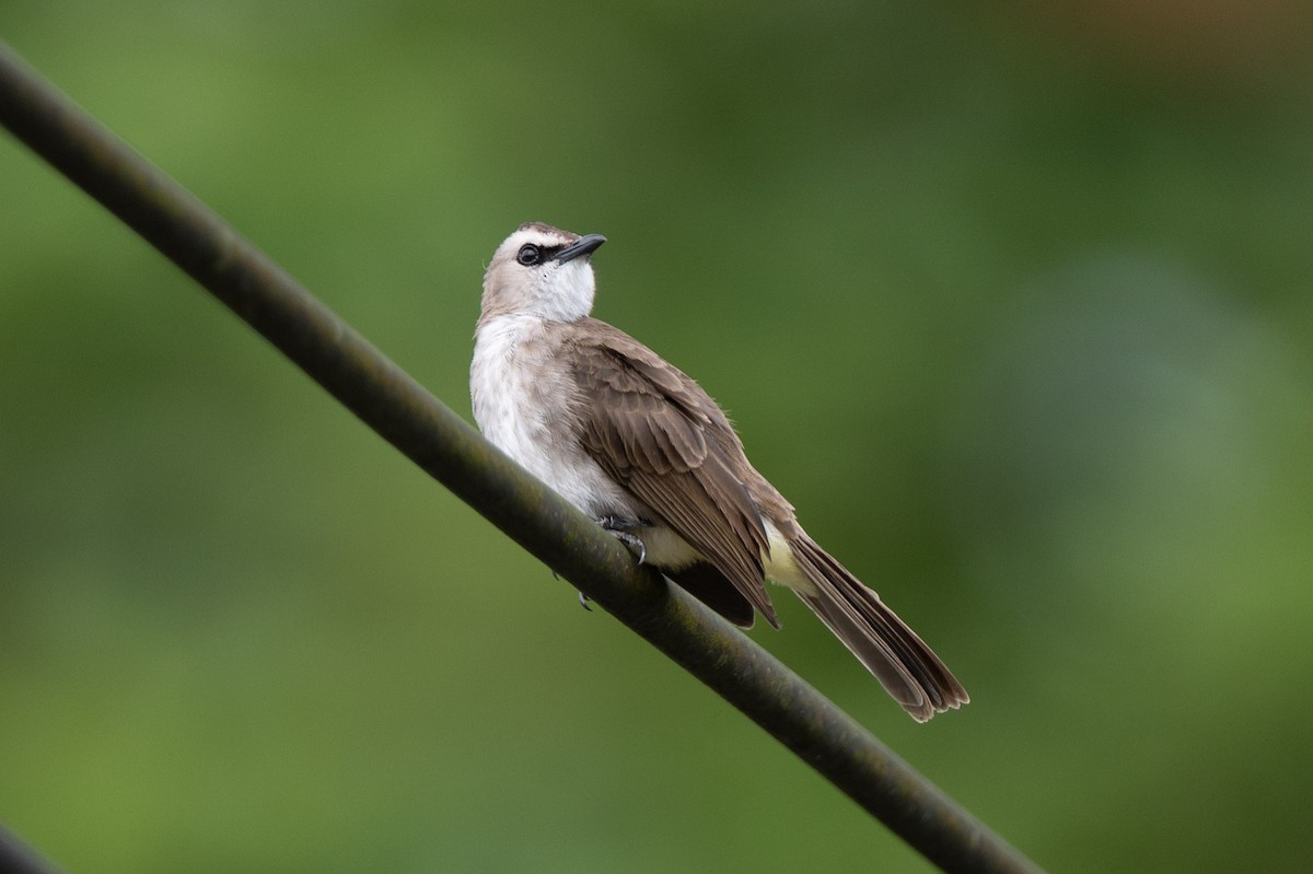 Schwarzzügelbülbül - ML644313811