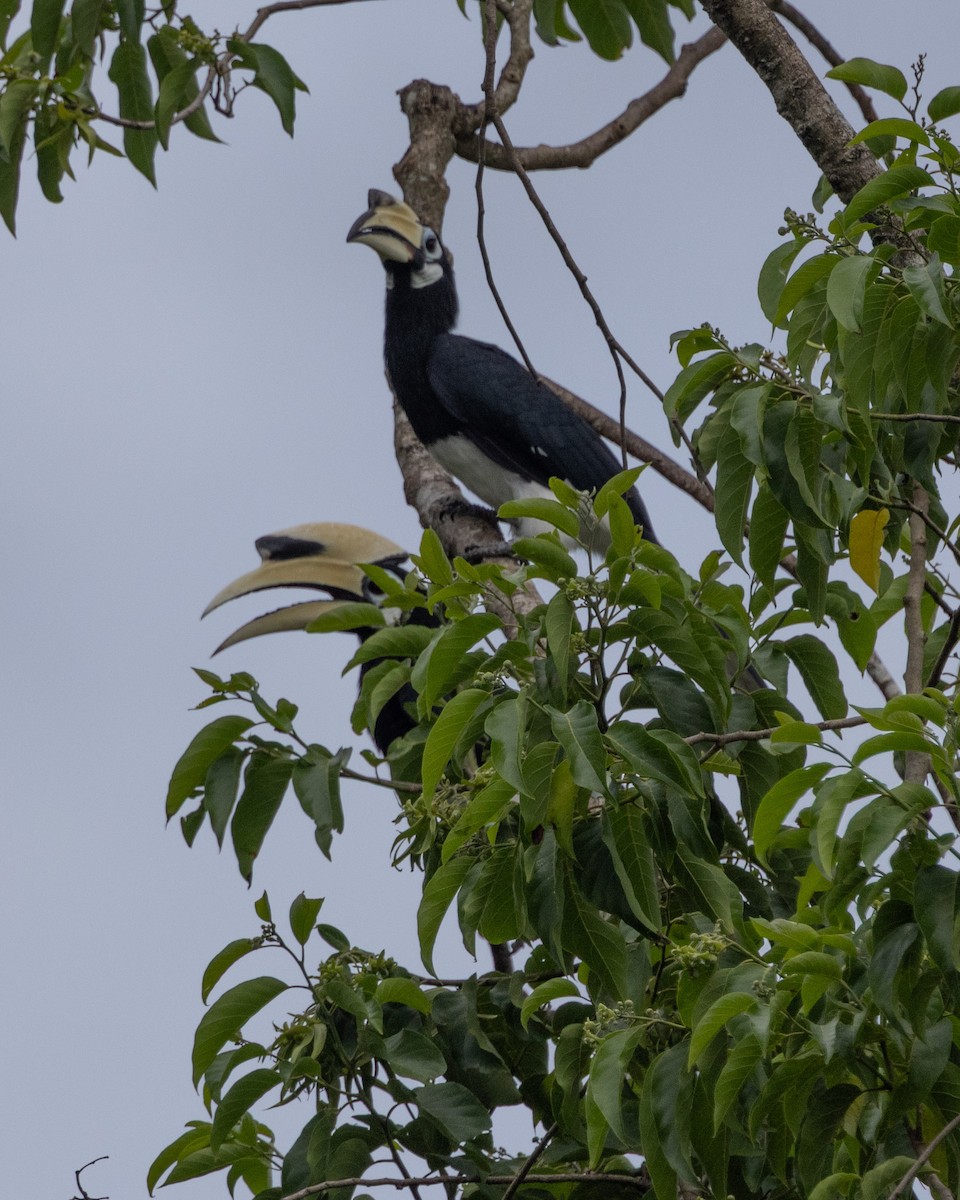 キタカササギサイチョウ - ML644313814