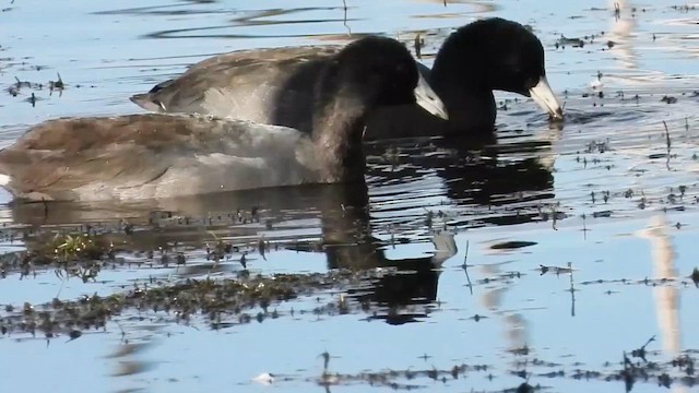 American Coot - ML644313815