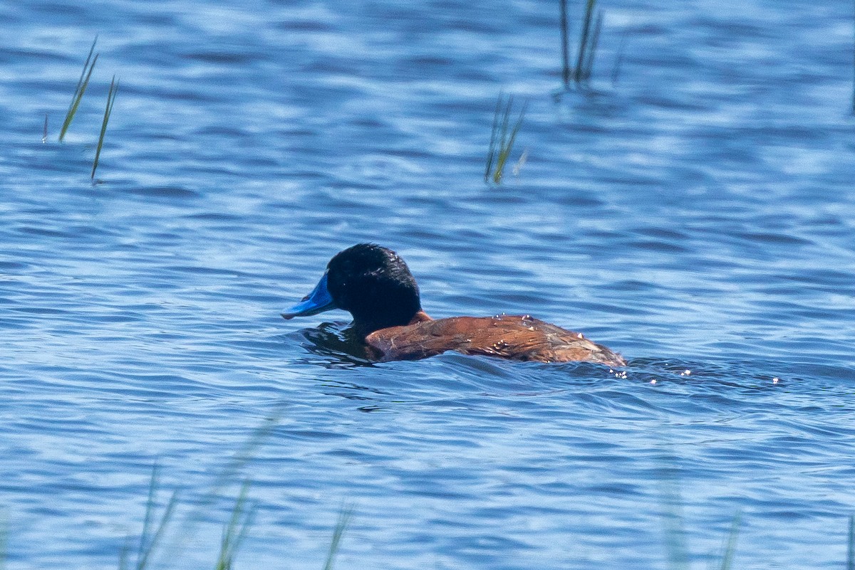 Maccoa Duck - ML644313817