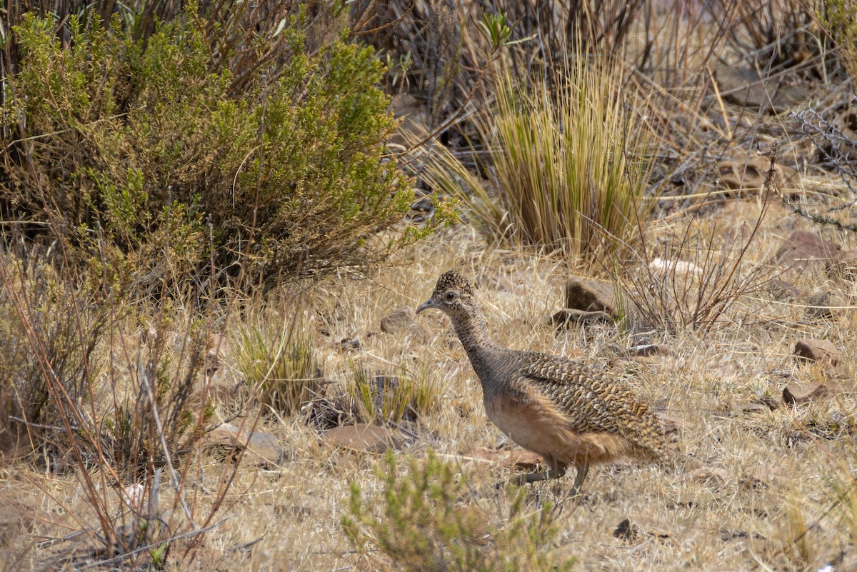 Ornate Tinamou - ML644313822