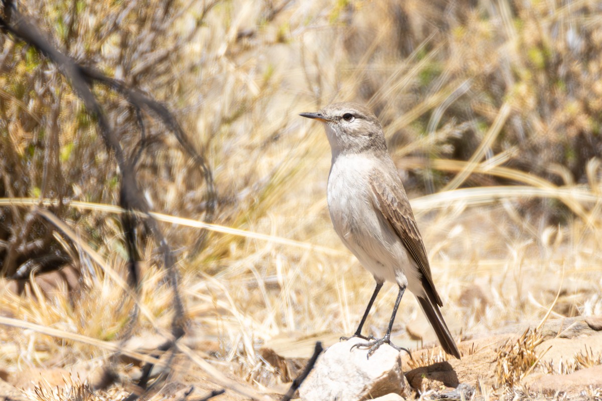 Spot-billed Ground-Tyrant - ML644313830