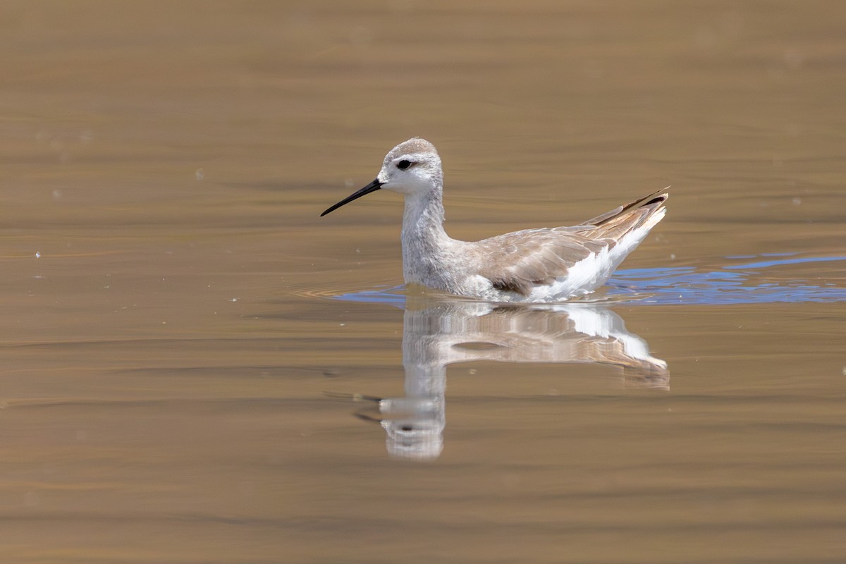 lyskonoh dlouhozobý - ML644313851