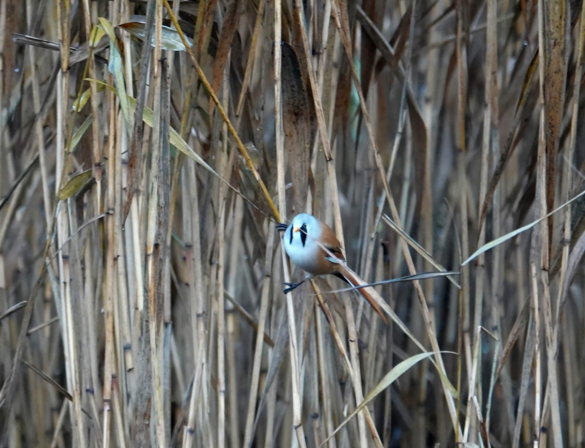 Bearded Reedling - ML644313862