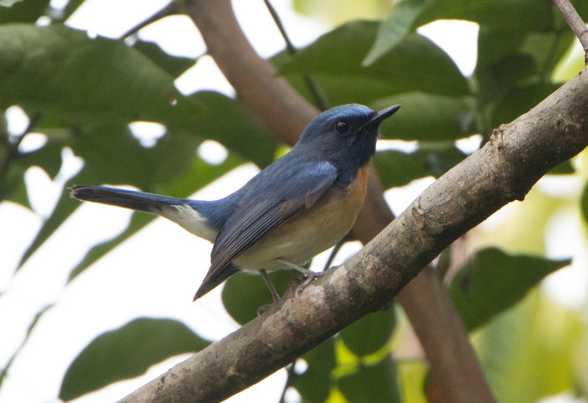 Blue-throated Flycatcher - ML644313866