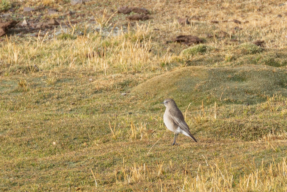 Puna Ground-Tyrant - ML644313874