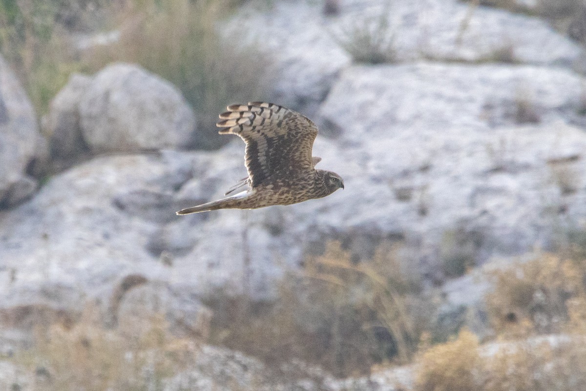 ハイイロチュウヒ - ML644313875