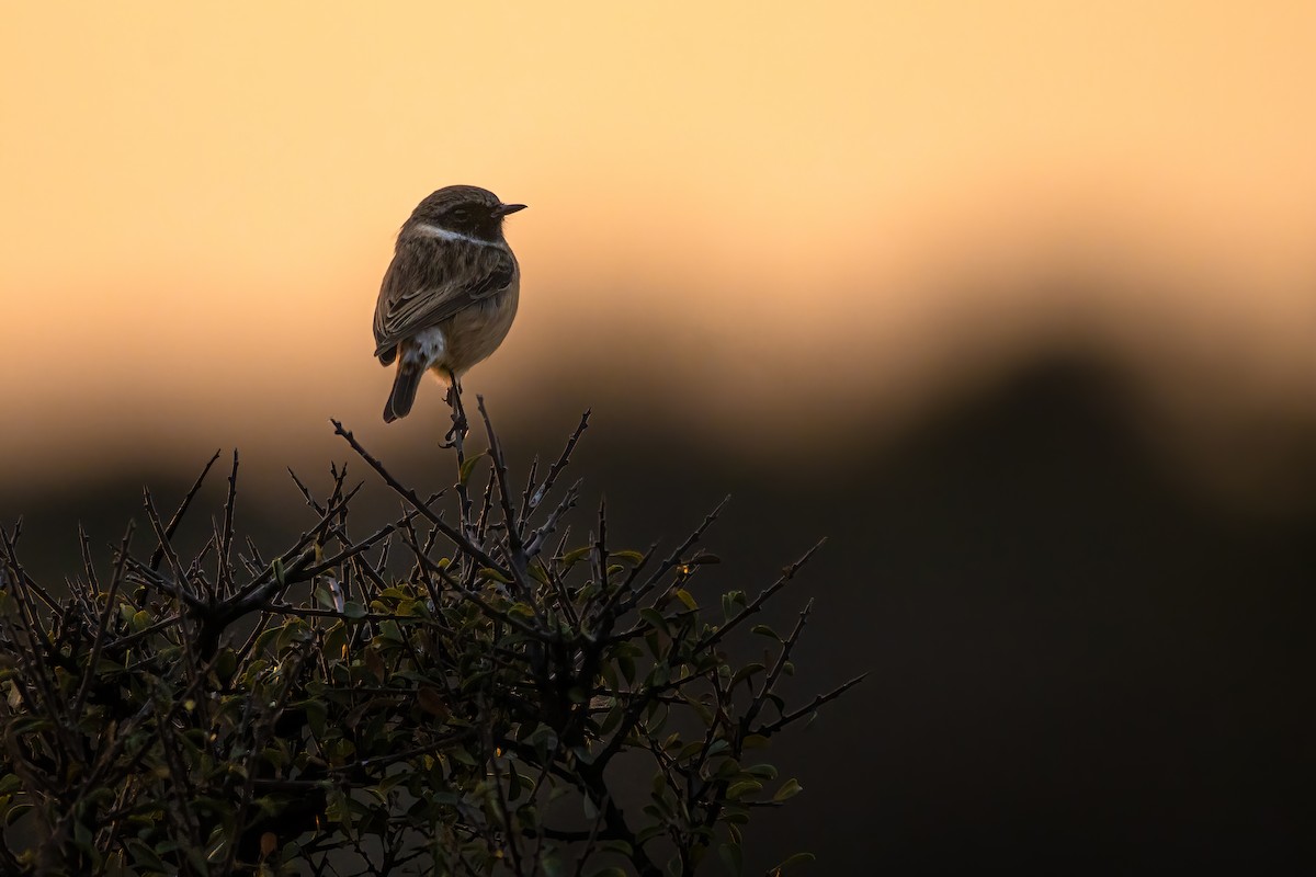 European Stonechat - ML644313876