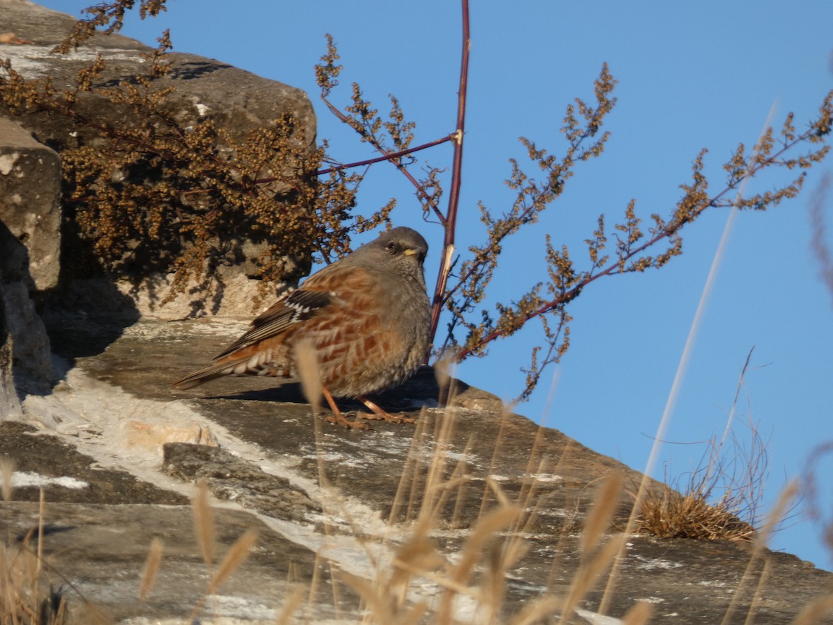 Sordone - ML644313897