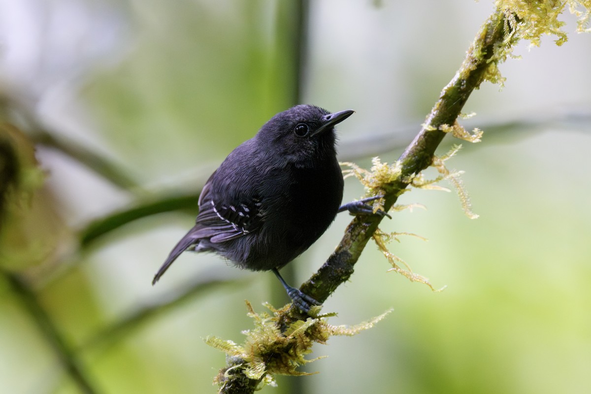 Slaty Antwren - ML644313905