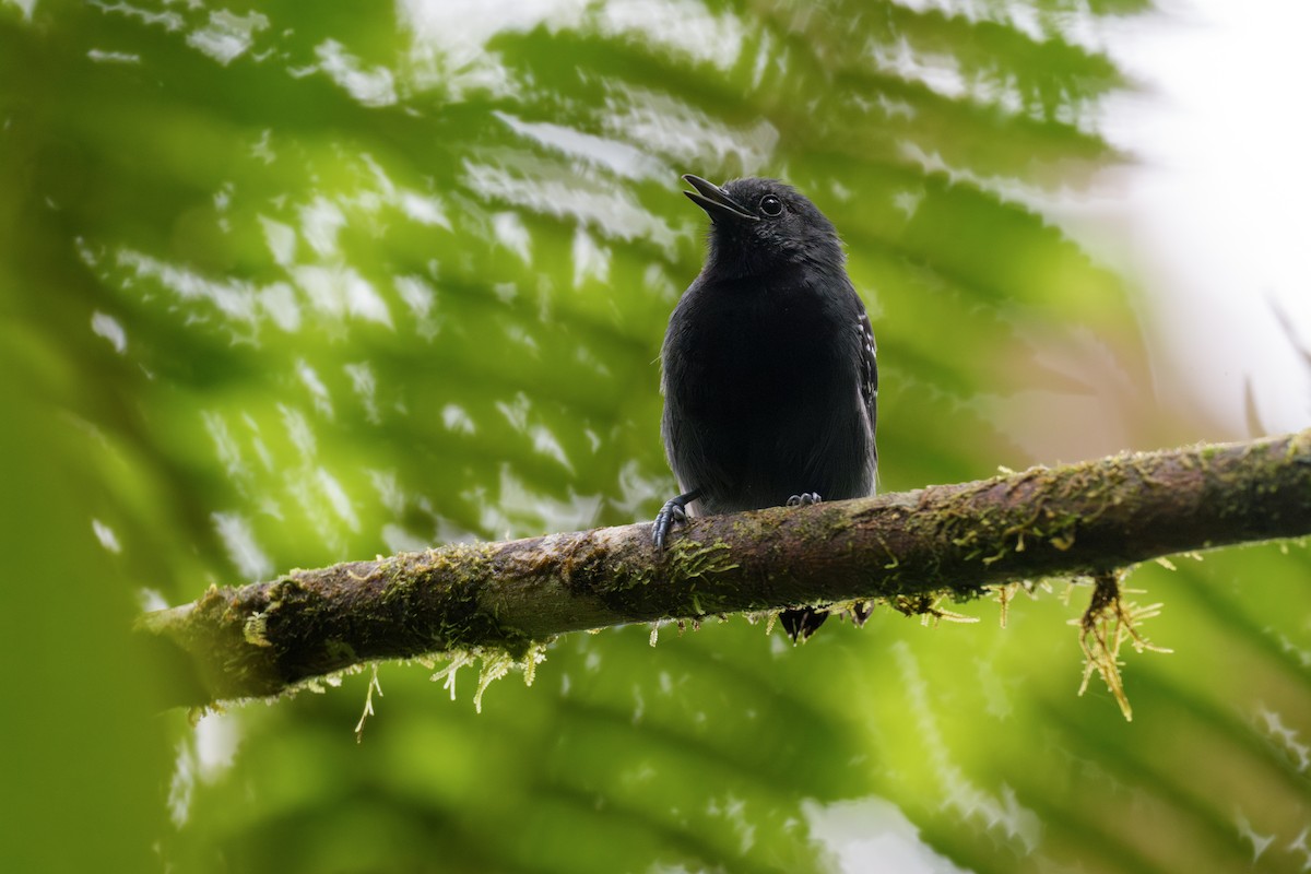 Slaty Antwren - ML644313906