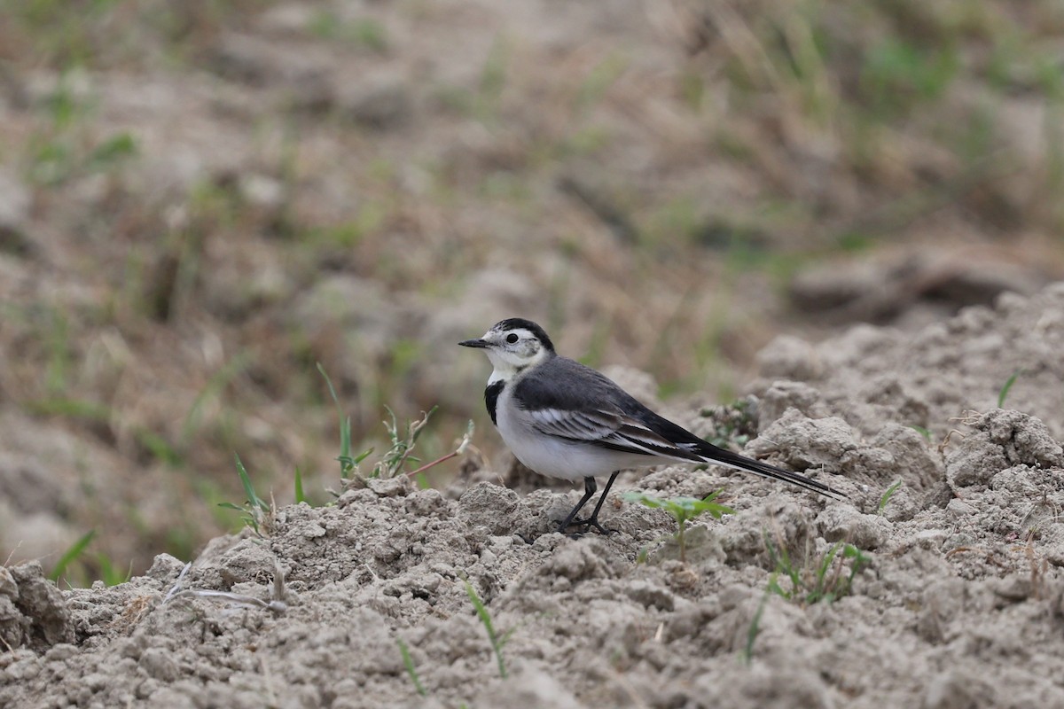 白鶺鴒 - ML644313916