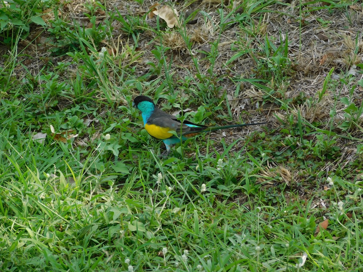 Hooded Parrot - ML644313925