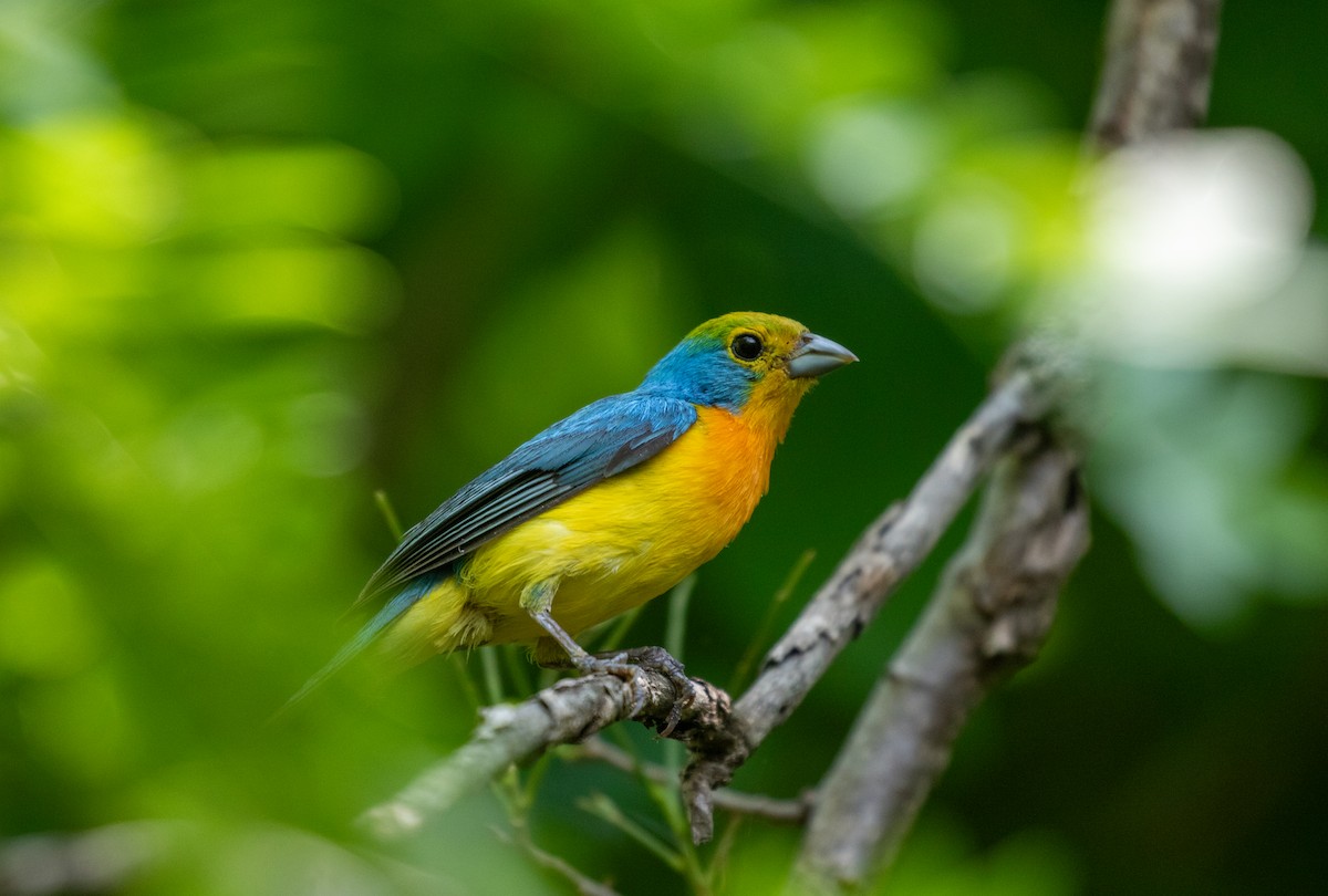 Orange-breasted Bunting - ML644313926