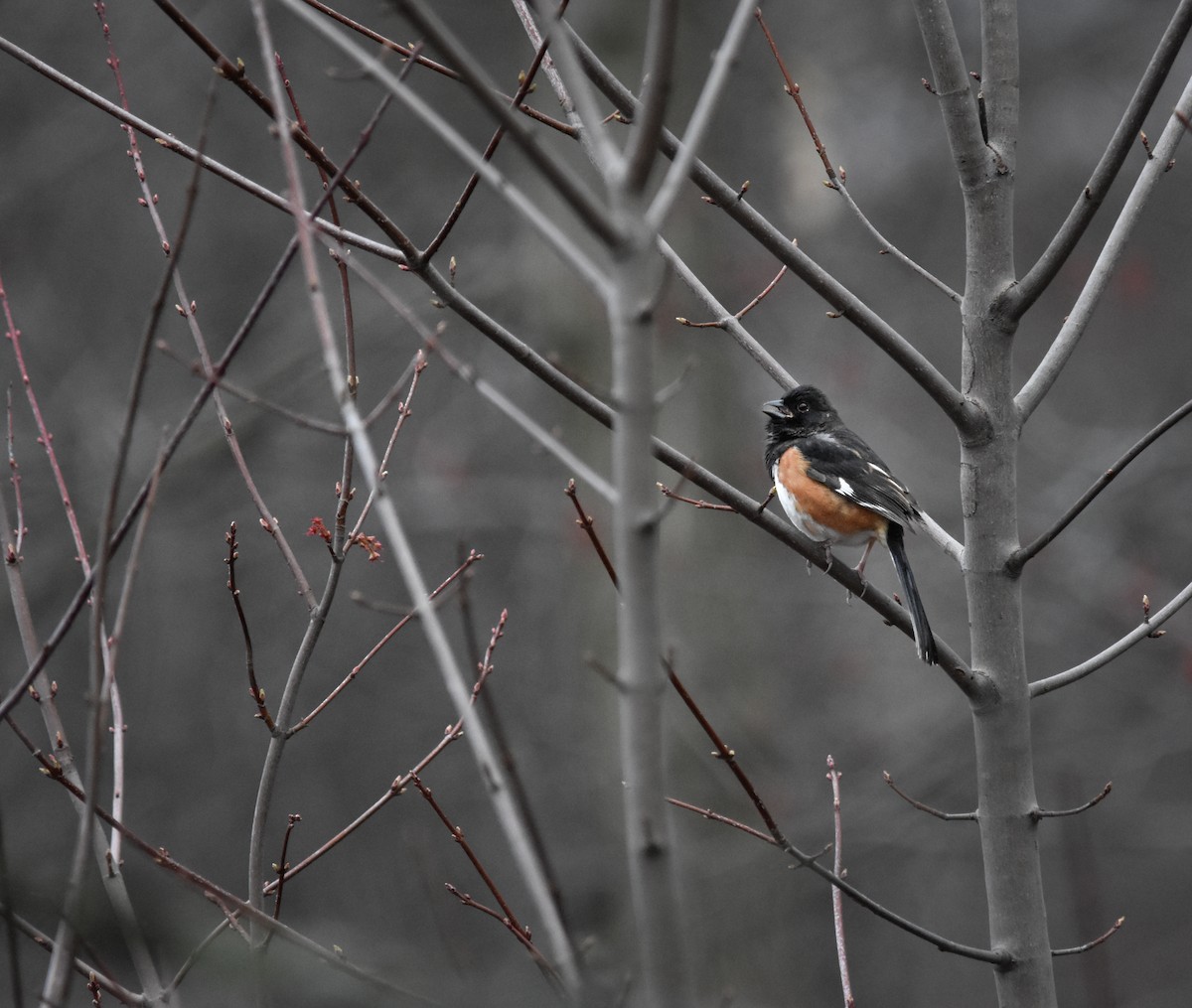 Toquí Flanquirrufo - ML644313945