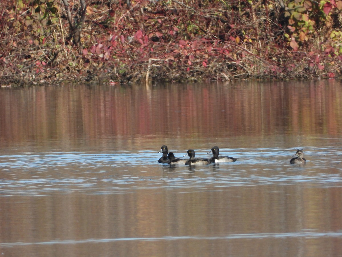 Moretta dal collare - ML644313949