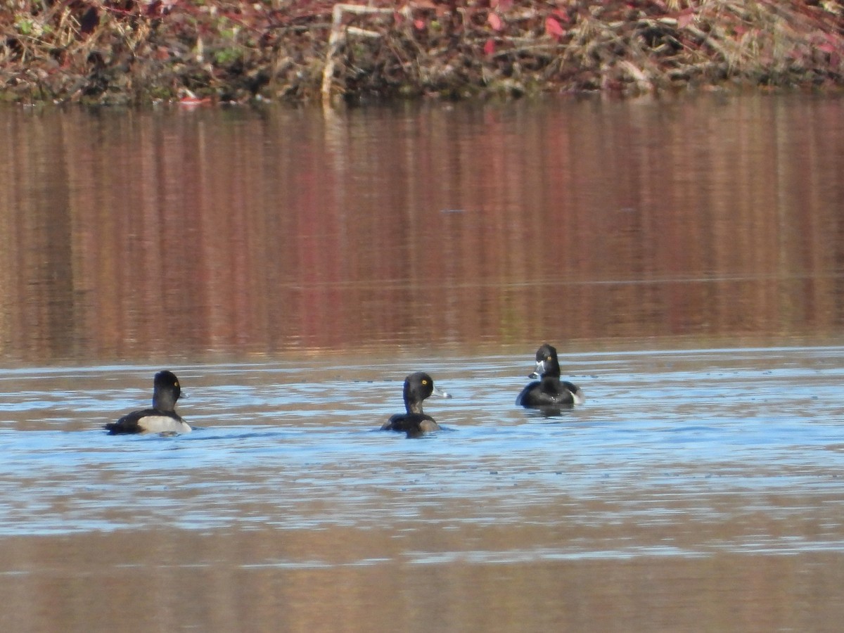 Moretta dal collare - ML644313950