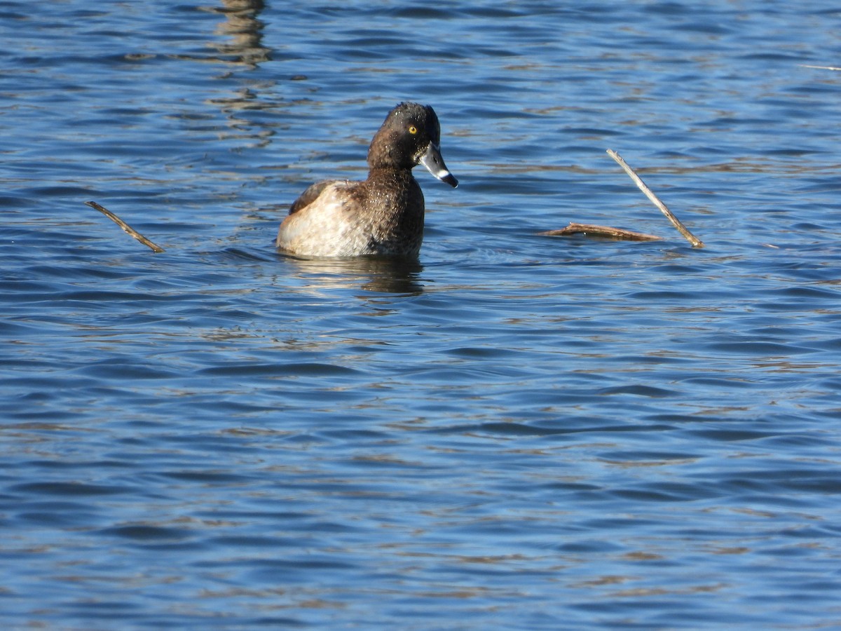 Moretta dal collare - ML644313951