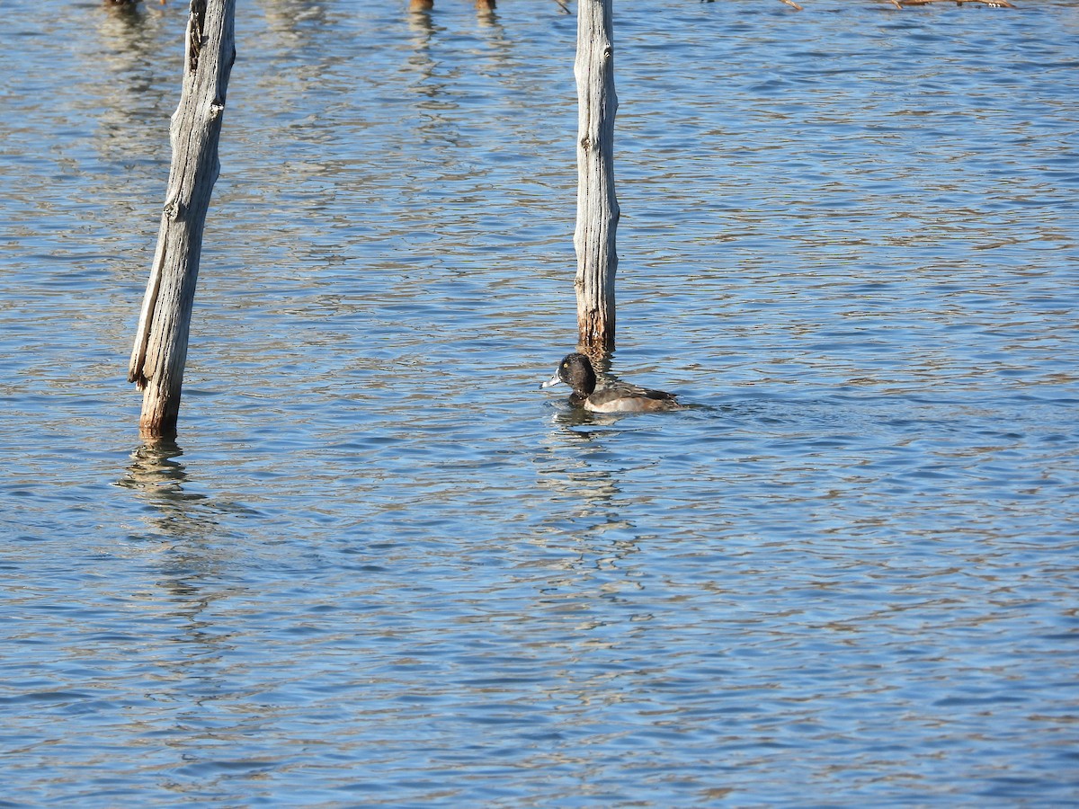 Moretta dal collare - ML644313952