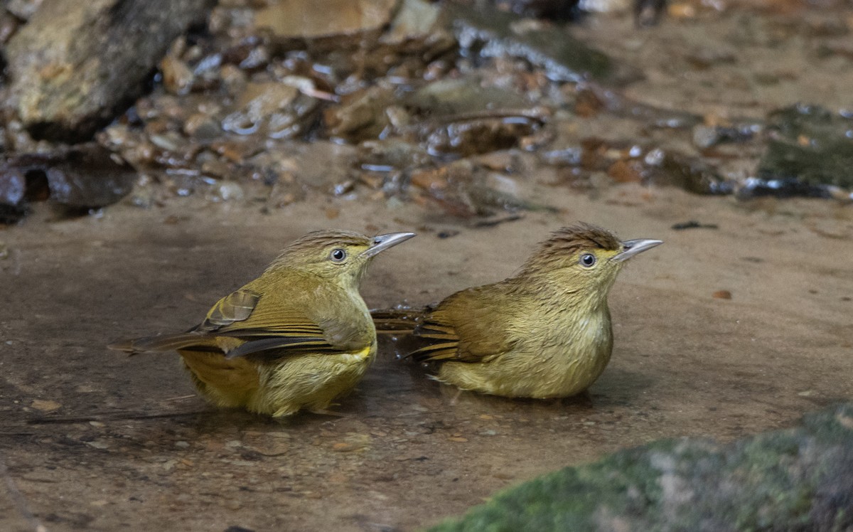 Bulbul de Cachar - ML644313953