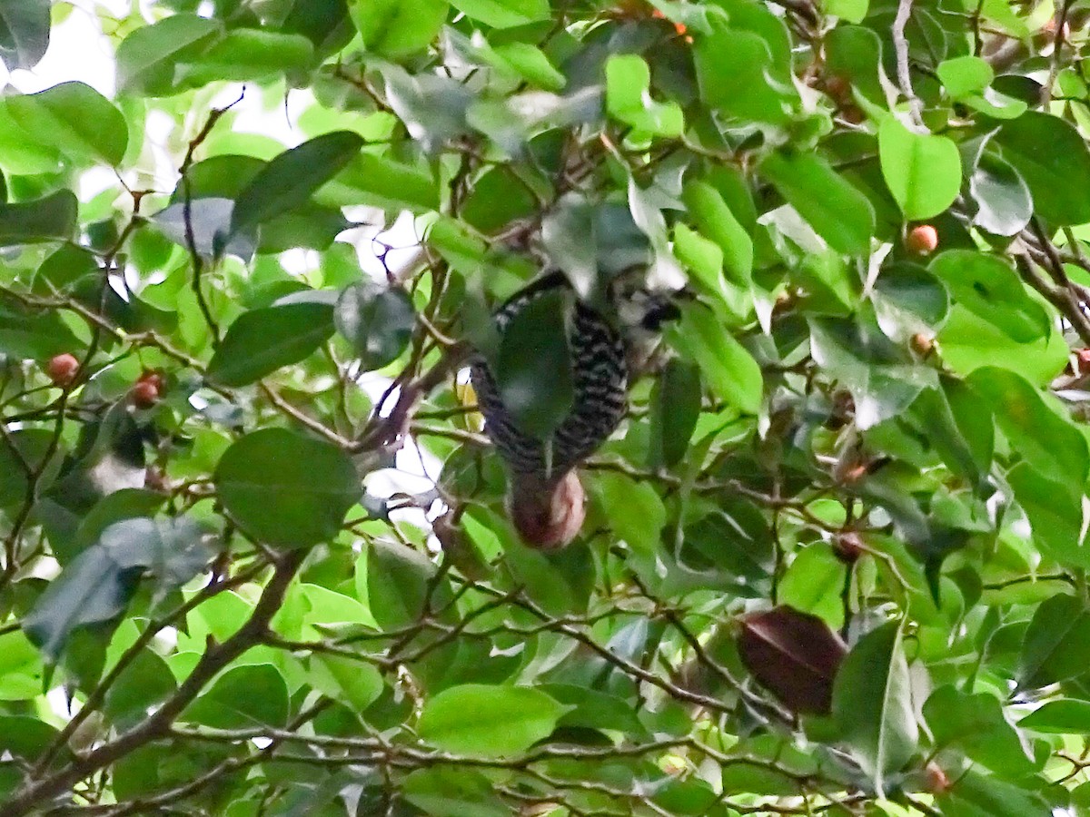 datel kápový - ML644313960