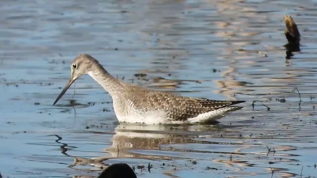 Greater Yellowlegs - ML644313965