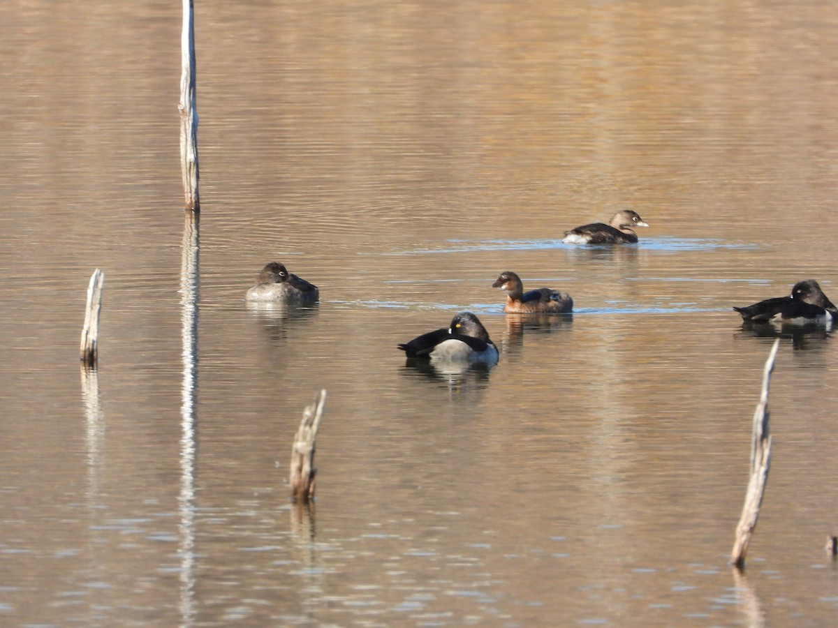 Pied-billed Grebe - ML644313975
