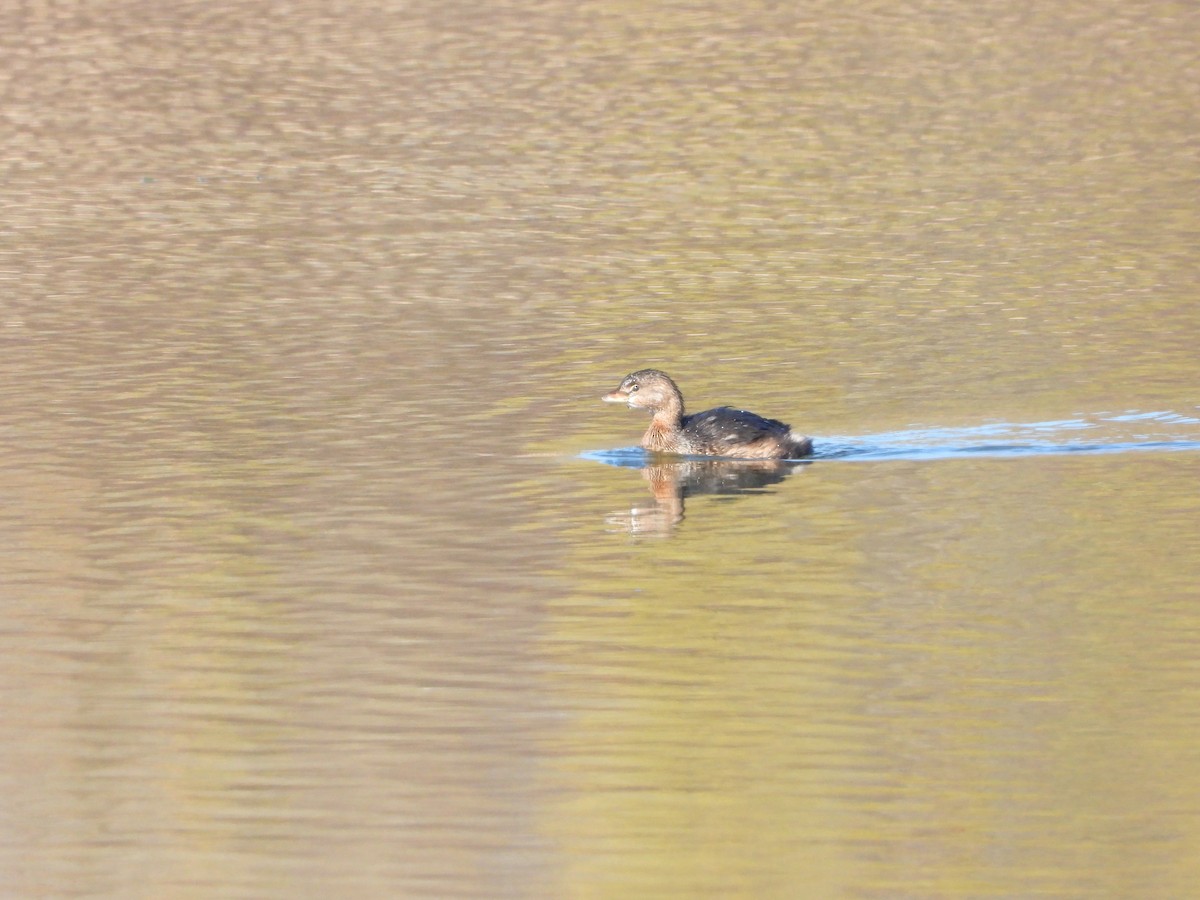 Pied-billed Grebe - ML644313976