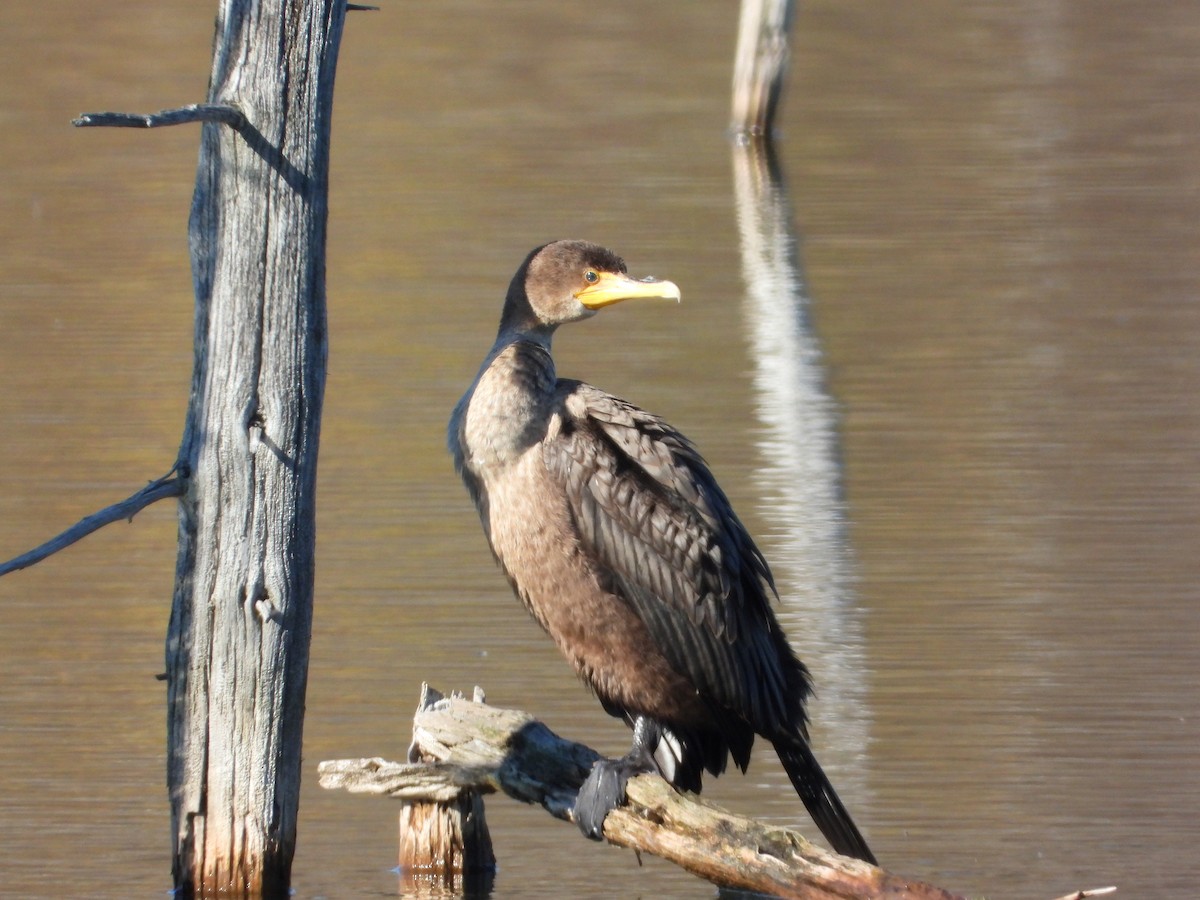 Double-crested Cormorant - ML644313986