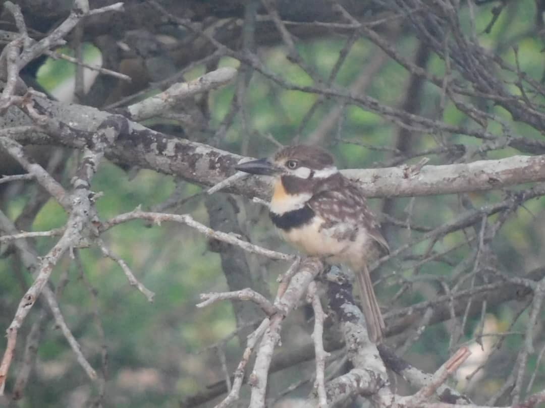 Russet-throated Puffbird - ML644313987