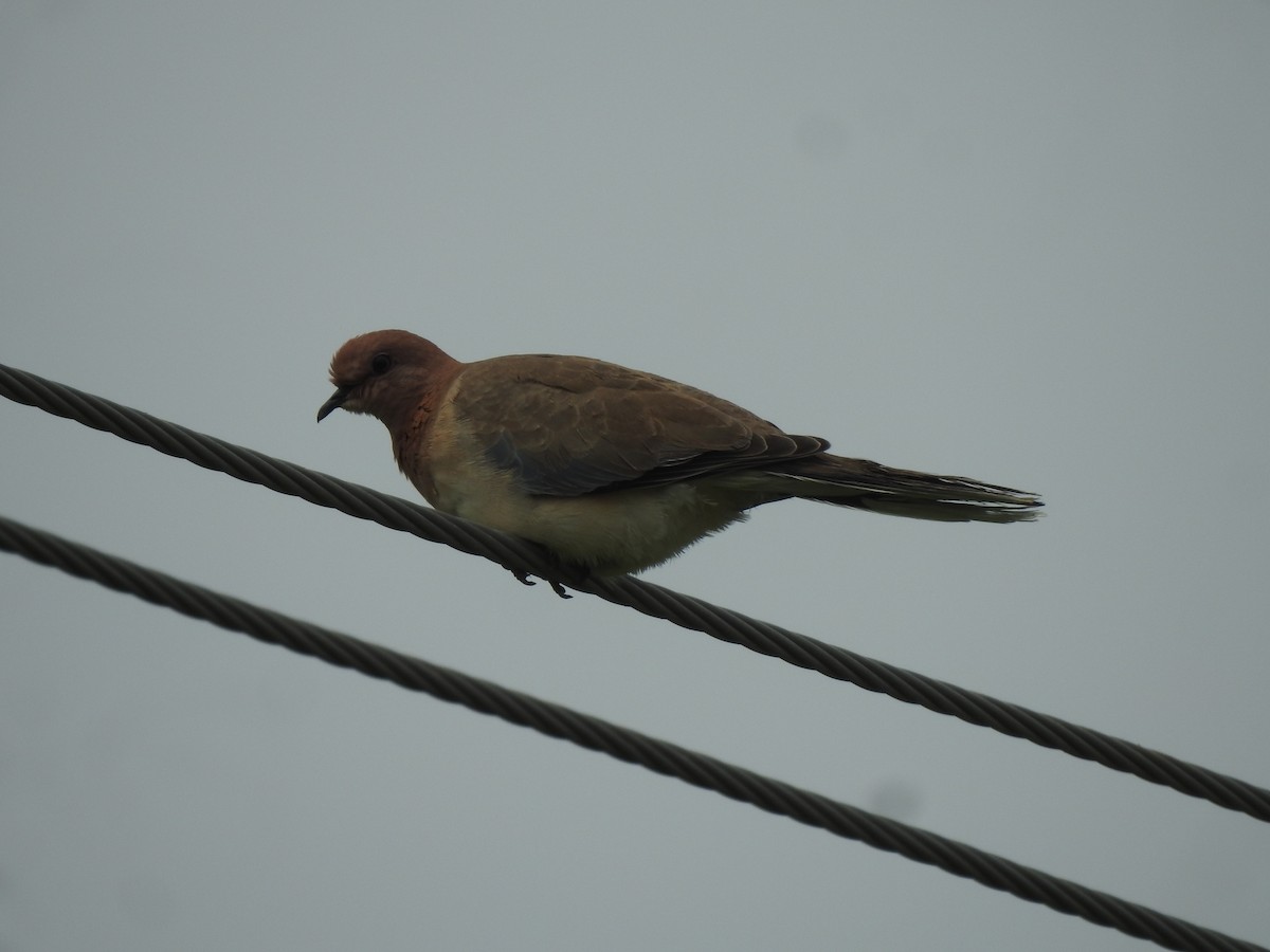 Tortora delle palme - ML644314000