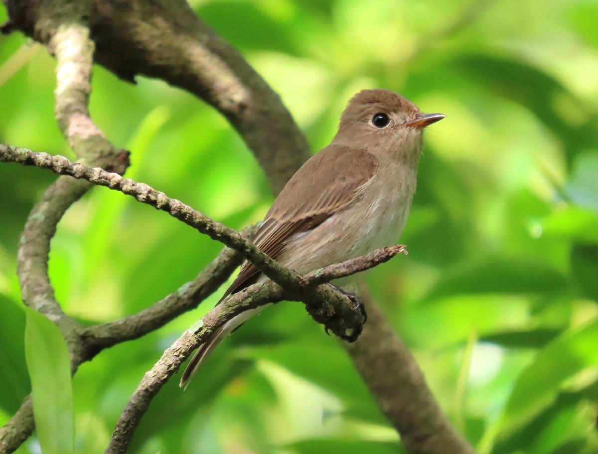Brown-streaked Flycatcher - ML644314001