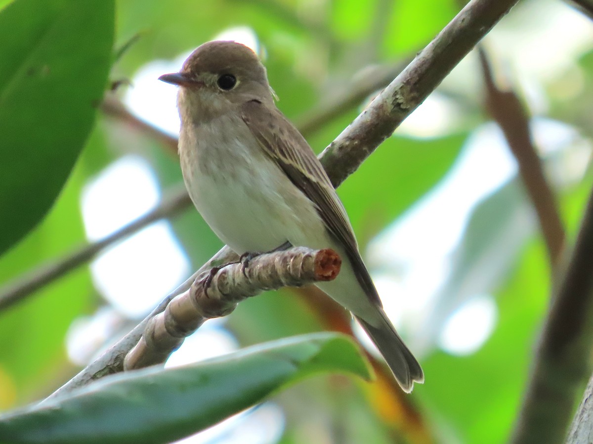 Brown-streaked Flycatcher - ML644314002