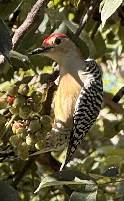 Red-bellied Woodpecker - ML644314003