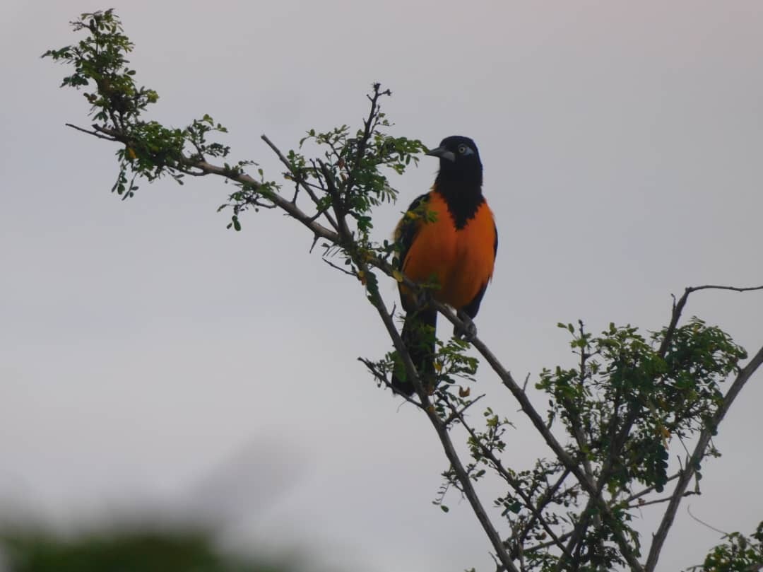 Orangetrupial - ML644314011