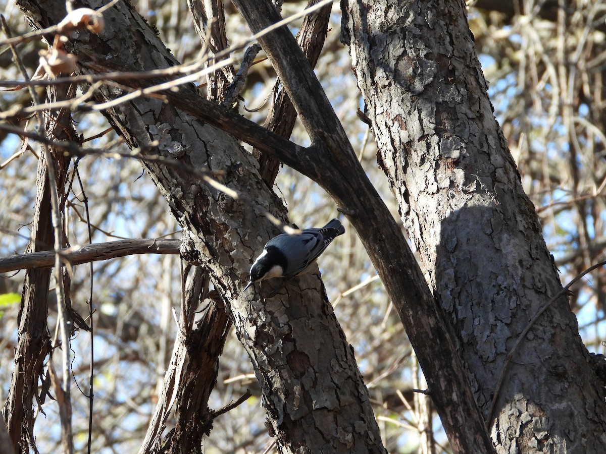 White-breasted Nuthatch - ML644314015