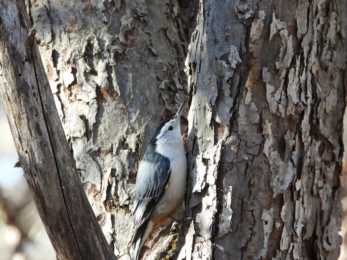 White-breasted Nuthatch - ML644314016